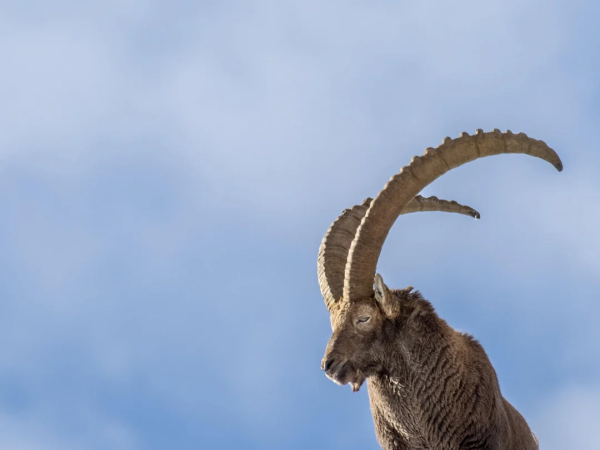 The four seasons of the Ibex: A complete guide to ibex life in the mountains