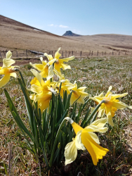 Wild plants... hidden treasures in Super-Besse